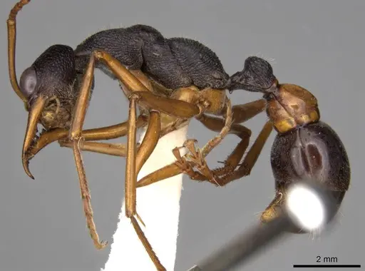 Myrmecia esuriens specimen CASENT0914027 image casent0914027_3