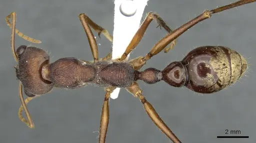 Myrmecia eungellensis specimen CASENT0900353 image casent0900353_1