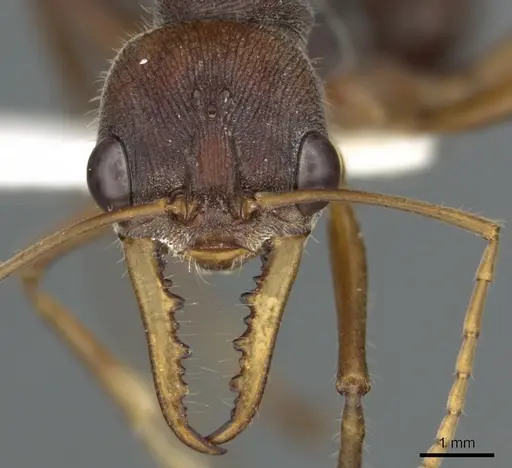 Myrmecia eungellensis specimen CASENT0900353 image casent0900353_2