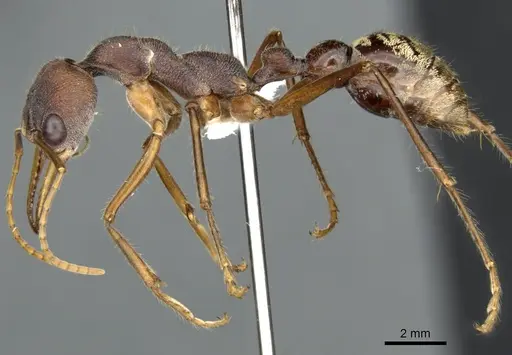 Myrmecia eungellensis specimen CASENT0900353 image casent0900353_3