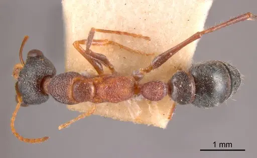Myrmecia exigua specimen ANTWEB1008284 image antweb1008284_1