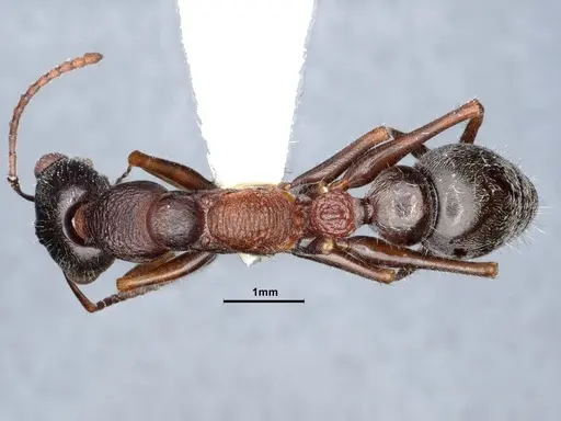 Myrmecia exigua specimen CASENT0885993 image casent0885993_1