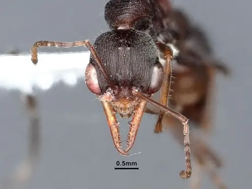 Myrmecia exigua specimen CASENT0885993 image casent0885993_2