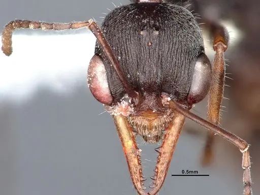 Myrmecia exigua specimen CASENT0885993 image casent0885993_3