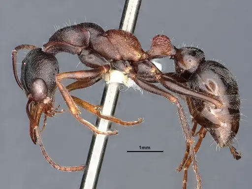 Myrmecia exigua specimen CASENT0885993 image casent0885993_4