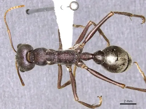 Myrmecia fabricii specimen CASENT0902794 image casent0902794_1
