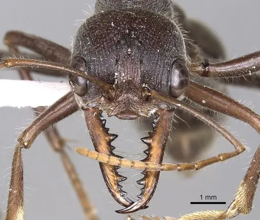 Myrmecia fabricii specimen CASENT0902794 image casent0902794_2