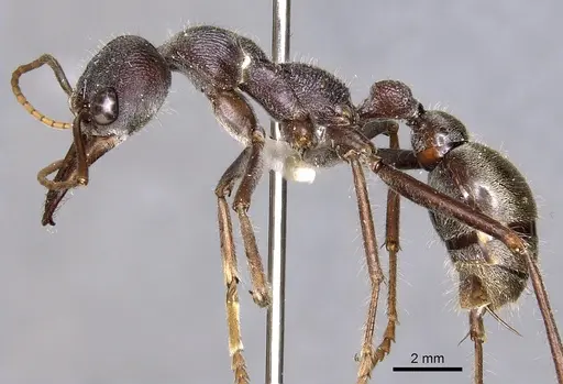 Myrmecia fabricii specimen CASENT0902794 image casent0902794_3