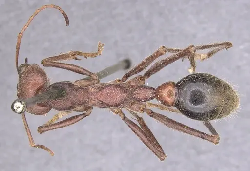 Myrmecia flavicoma specimen CASENT0915406 image casent0915406_1