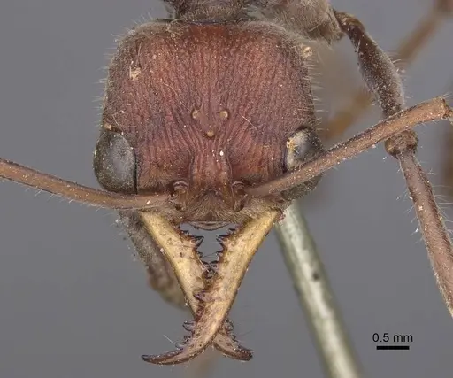 Myrmecia flavicoma specimen CASENT0915406 image casent0915406_2