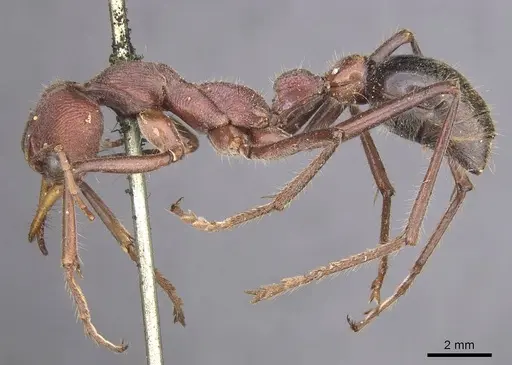 Myrmecia flavicoma specimen CASENT0915406 image casent0915406_3
