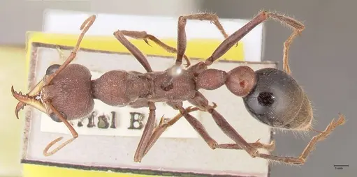 Myrmecia flavicoma specimen FOCOL0820 image focol0820_1