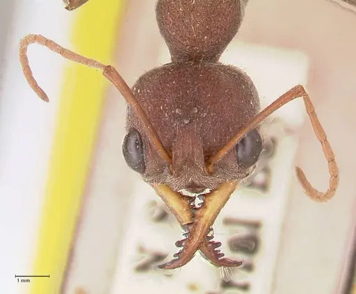 Myrmecia flavicoma specimen FOCOL0820 image focol0820_2