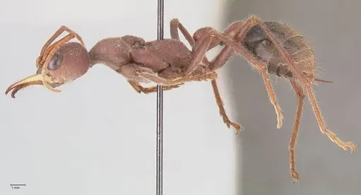 Myrmecia flavicoma specimen FOCOL0820 image focol0820_3