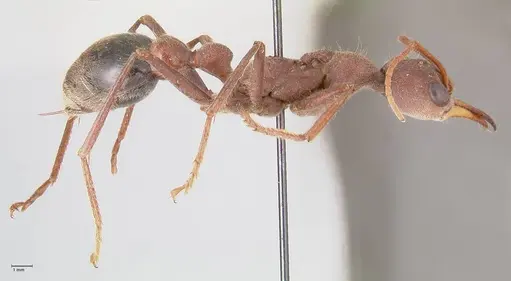 Myrmecia flavicoma specimen FOCOL0820 image focol0820_4