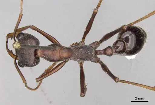 Myrmecia forceps specimen CASENT0914018 image casent0914018_1