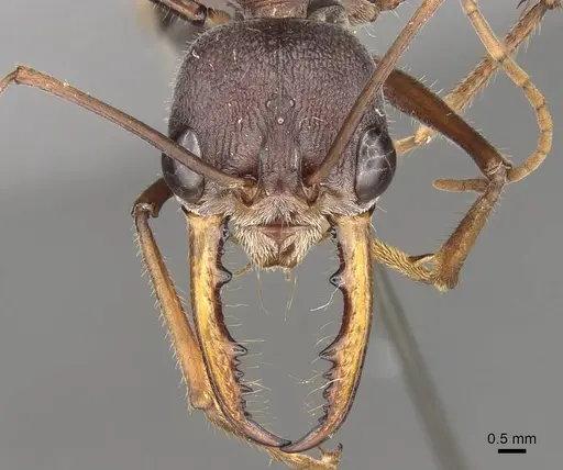 Myrmecia forceps specimen CASENT0914018 image casent0914018_2