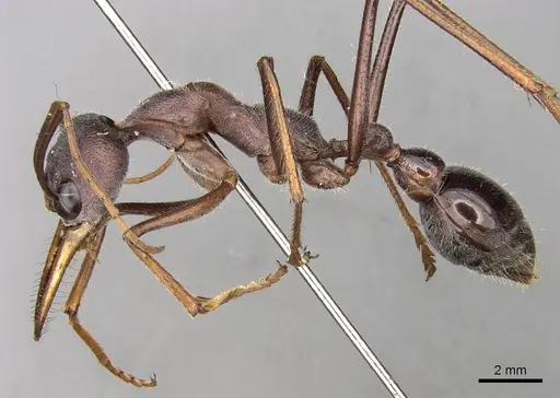 Myrmecia forceps specimen CASENT0914018 image casent0914018_3