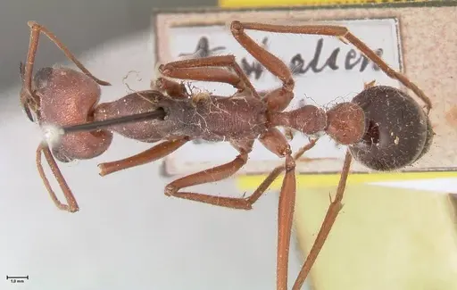 Myrmecia forceps specimen FOCOL0818 image focol0818_1