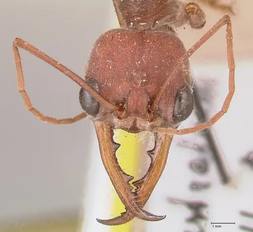 Myrmecia forceps specimen FOCOL0818 image focol0818_2