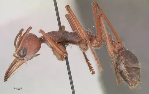 Myrmecia forceps specimen FOCOL0818 image focol0818_3