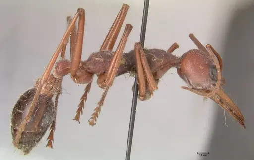 Myrmecia forceps specimen FOCOL0818 image focol0818_4