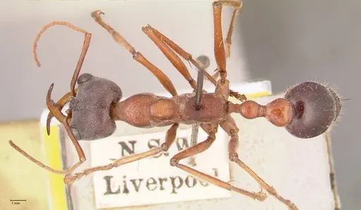 Myrmecia forceps specimen FOCOL0819 image focol0819_1
