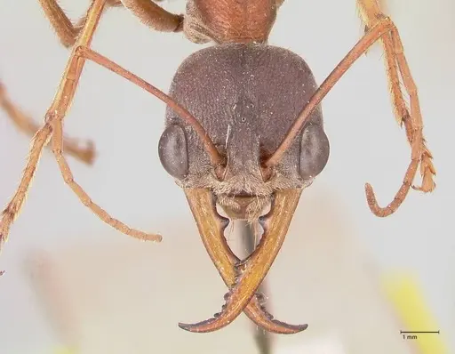 Myrmecia forceps specimen FOCOL0819 image focol0819_2