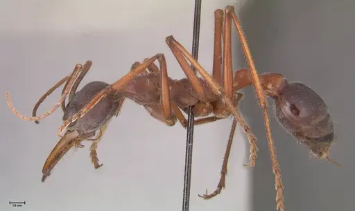 Myrmecia forceps specimen FOCOL0819 image focol0819_3
