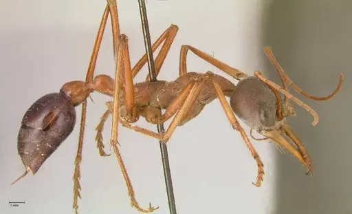Myrmecia forceps specimen FOCOL0819 image focol0819_4