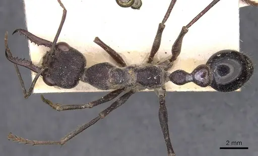 Myrmecia forficata specimen CASENT0907080 image casent0907080_1