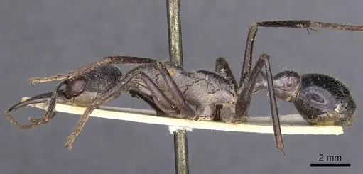 Myrmecia forficata specimen CASENT0907080 image casent0907080_3