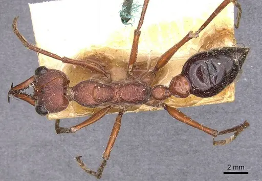 Myrmecia forficata specimen CASENT0907082 image casent0907082_1
