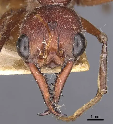 Myrmecia forficata specimen CASENT0907082 image casent0907082_2