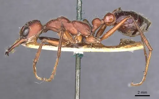 Myrmecia forficata specimen CASENT0907082 image casent0907082_3