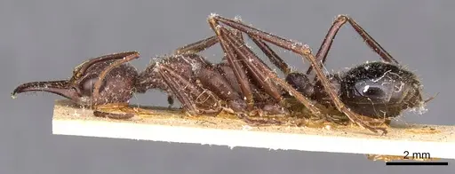 Myrmecia forficata specimen CASENT0907086 image casent0907086_3