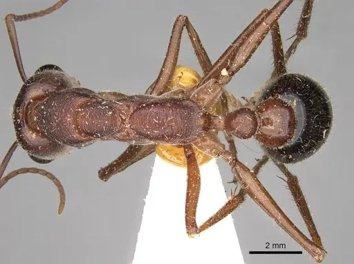 Myrmecia forficata specimen CASENT0914026 image casent0914026_1