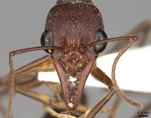Myrmecia forficata specimen CASENT0914026 image casent0914026_2