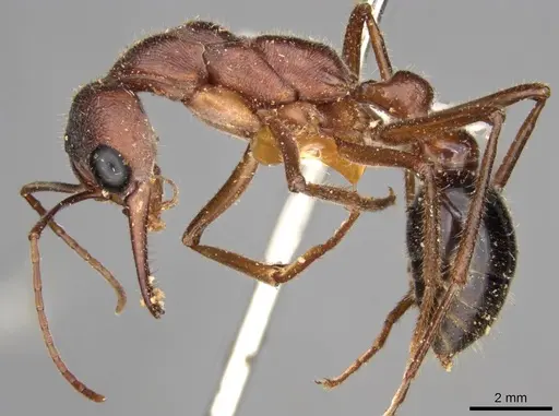 Myrmecia forficata specimen CASENT0914026 image casent0914026_3