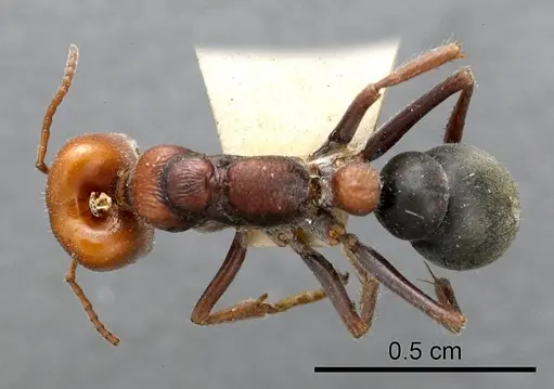 Myrmecia froggatti specimen ANTWEB1008283 image antweb1008283_1