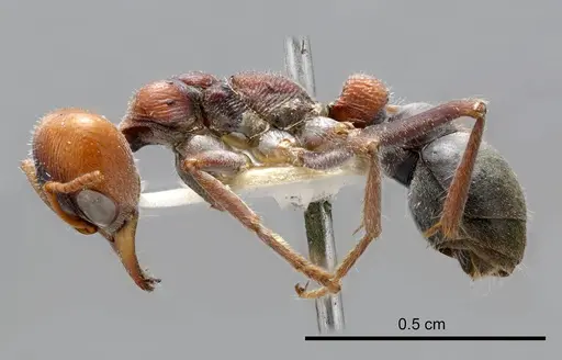 Myrmecia froggatti specimen ANTWEB1008283 image antweb1008283_2