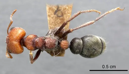 Myrmecia froggatti specimen ANTWEB1008285 image antweb1008285_1