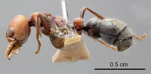Myrmecia froggatti specimen ANTWEB1008285 image antweb1008285_2