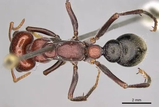 Myrmecia froggatti specimen CASENT0914031 image casent0914031_1