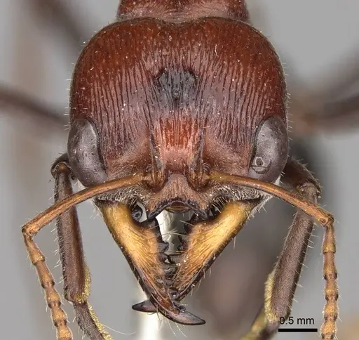 Myrmecia froggatti specimen CASENT0914031 image casent0914031_2