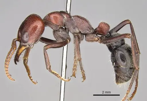 Myrmecia froggatti specimen CASENT0914031 image casent0914031_3