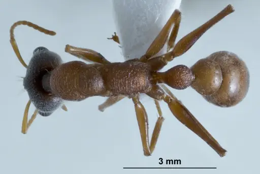Myrmecia fucosa specimen ANTWEB1041430 image antweb1041430_1