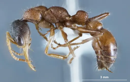Myrmecia fucosa specimen ANTWEB1041430 image antweb1041430_3