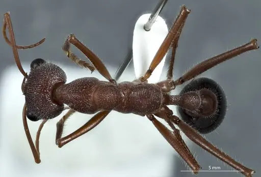 Myrmecia fulgida specimen JDM32-002458 image jdm32-002458_1