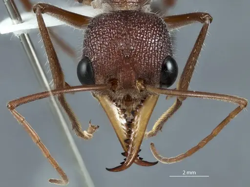 Myrmecia fulgida specimen JDM32-002458 image jdm32-002458_2